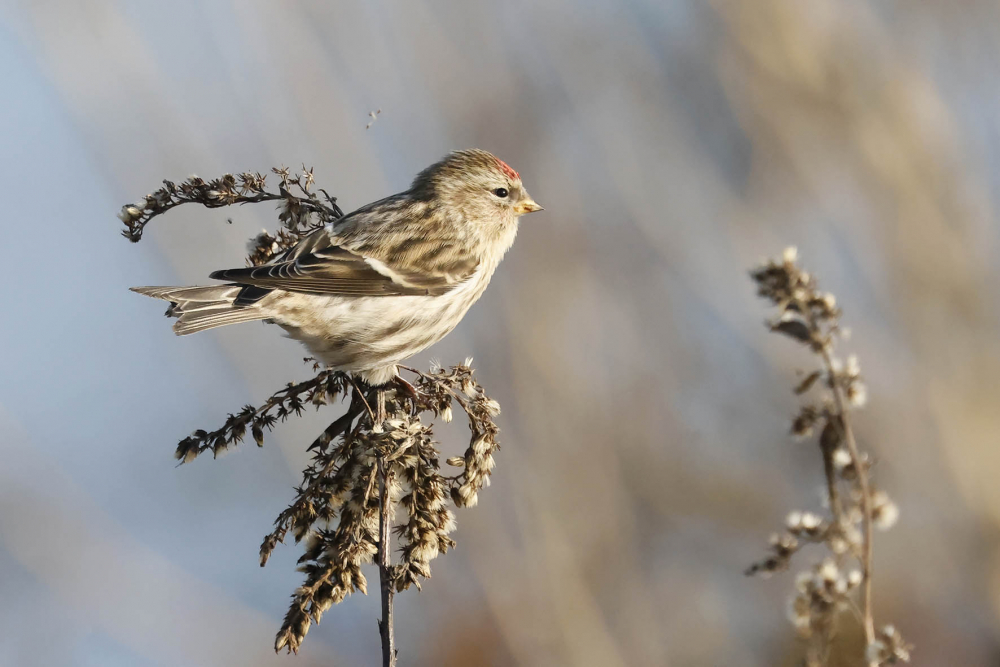 Alleen de geoefende vogelaar kan de verschillende barmsijzen juist determineren. | Millingerwaard, Kekerdom, Gld, 17 nov. 2023. - foto: Harvey van Diek