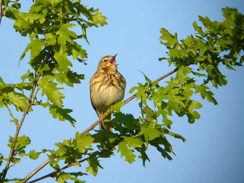 Zingend vanuit struik of boompje, al dan niet gevolgd door baltsvlucht. Brunssum, 10 mei 2008. - foto: Fred Hustings