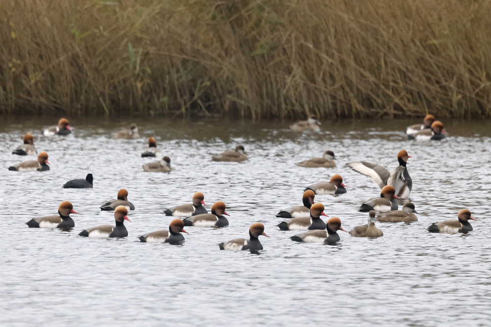 Krooneenden overwinteren in gezamenlijke groepen eenden op plassen en meren. Op deze foto voornamelijk mannen met enkele vrouwtjes. | Harderbos, Fl, 10 nov. 2023. - foto: Harvey van Diek