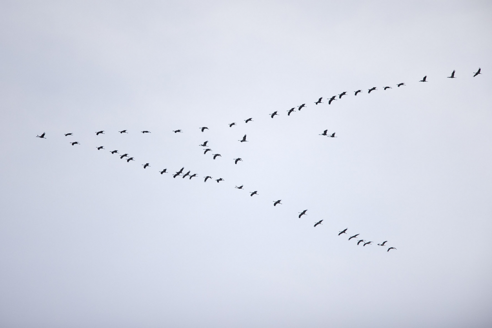 In het vroege voorjaar (eind feb. - begin maart) en late herfst (eind okt.- begin nov.) vliegen bij oostenwinden Kraanvogels in grote slierten over met name het oostelijke deel van ons land. Het mystieke geluid is dan van verre te horen. | Maastricht, 20 feb. 2021. - foto: Harvey van Diek