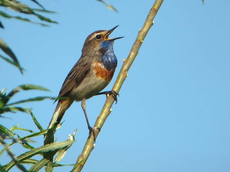 Zingende vogel later in seizoen zelden helemaal vrij zittend. Schinveld, 23 mei 2009. - foto: Fred Hustings