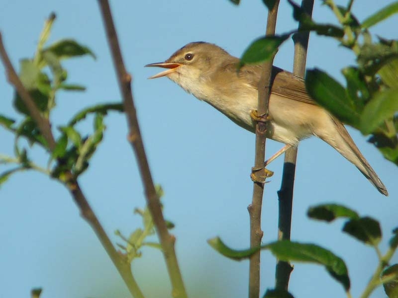 Zingende vogel blijft graag enigszins in dekking. Schinveld, 23 mei 2009. - foto: Fred Hustings