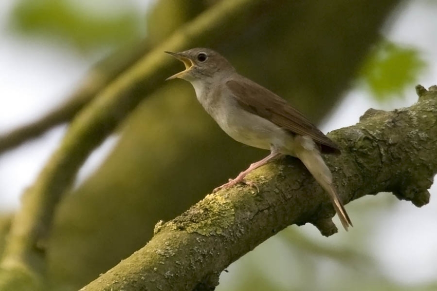 Zang meestal vanuit struiken of boompjes, vogel zelf vaak onzichtbaar. Ooijpolder, mei 2007. - foto: Harvey van Diek