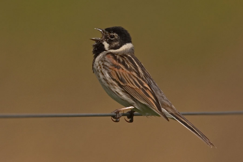 Zingende vogel doorgaans goed te zien. Lauwersmeer, mei 2007. - foto: Harvey van Diek