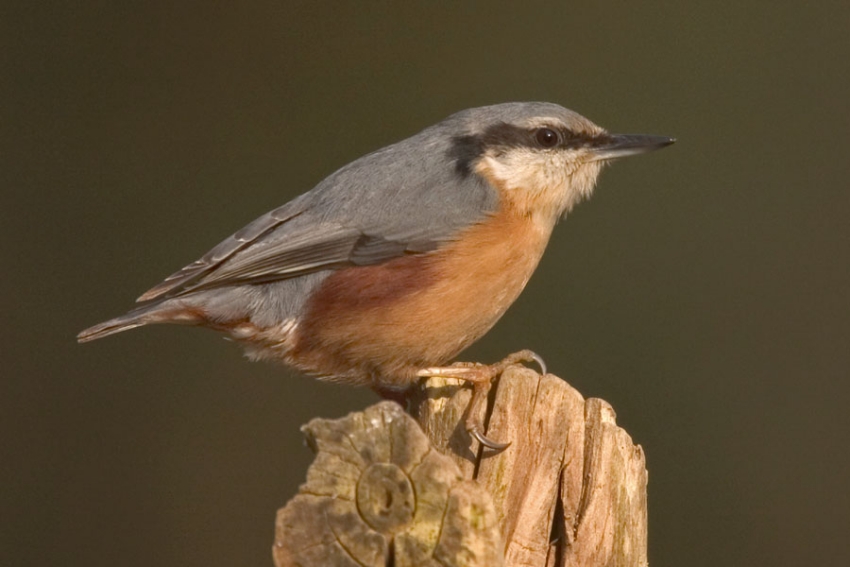 Vogel bij broedplaats. Voormalig SOVON-kantoor Wylerberg, februari 2008. - foto: Harvey van Diek