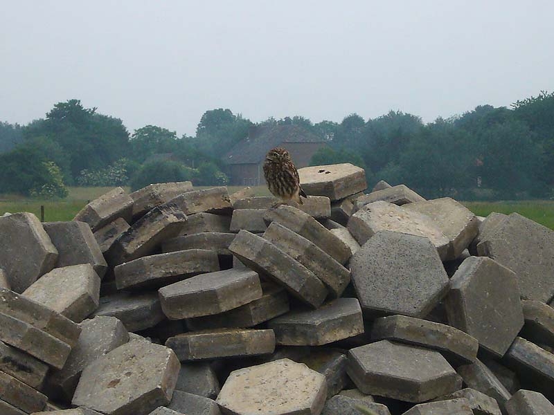 Meestal broedend in boomholtes of in schuurtjes, soms ook op andere plekken zoals een steenhoop. Milsbeek, 2 juni 2008. - foto: Fred Hustings