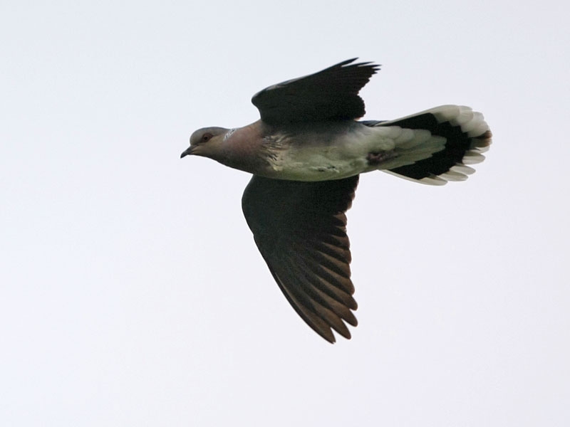 Vogel in baltsvlucht. Ooijpolder, 25 mei 2010. - foto: Harvey van Diek