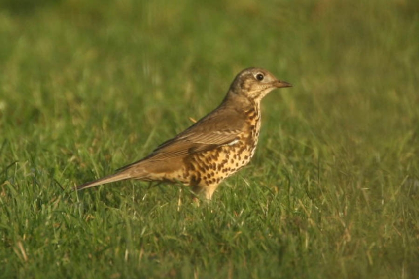 Foeragerende vogel kan op vele honderden meters van zijn nest zijn. Wyler, maart 2006. - foto: Harvey van Diek