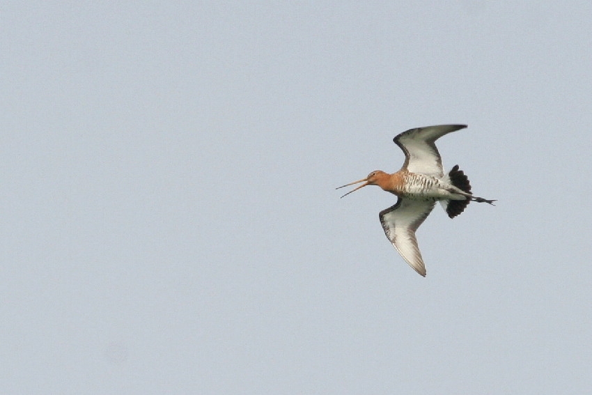 Luidroepende vogel in baltsvlucht boven broedterrein. Lopik, 4 maart 2011. - foto: Arjan Boele