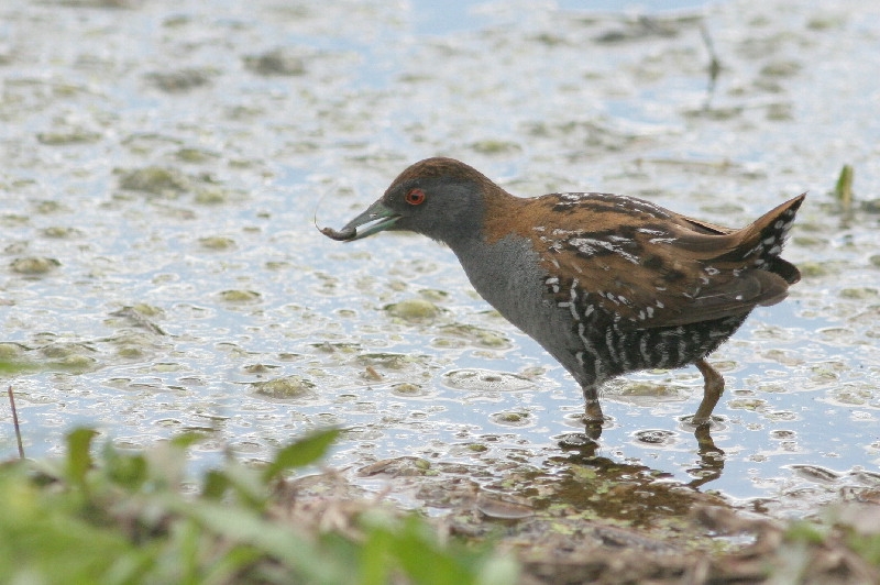 Een van de vogels betrokken bij een broedgeval op de Groene Jonker, 14 juni 2009. - foto: Arjan Boele