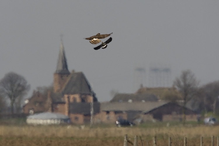 Blauwe Kiekendief vrouw en Kievit Ooijpolder Nijmegen 21 maart 2009 - foto: Harvey van Diek