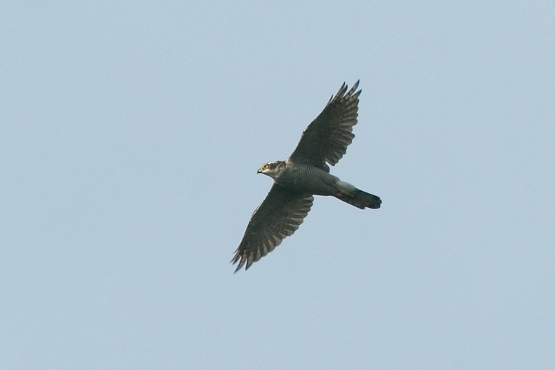 Havik adult vliegend Ooijpolder 15 sept 2006  - foto: Harvey van Diek