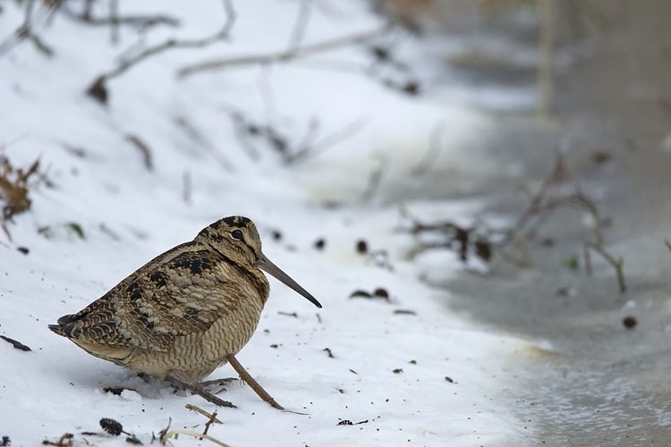 Houtsnip in sneeuwsloot, Terschelling, Fr., 15 jan 2010. - foto: Harvey van Diek