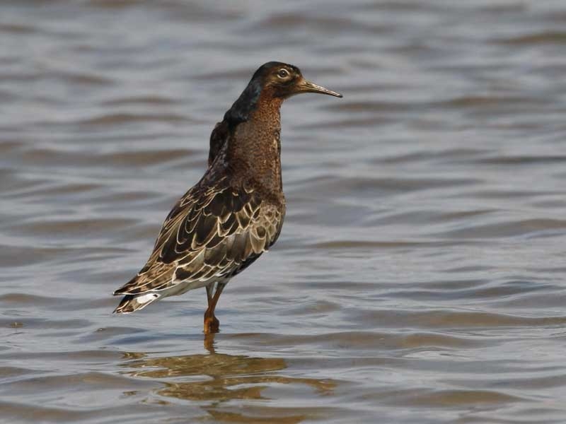 Kemphaan (donkere) man, Lauwersmeer, Fr., 24 mei 2009. - foto: Harvey van Diek