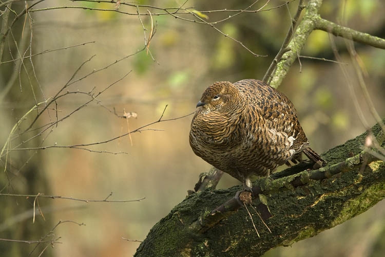 Hen. Goirle, Noord-Brabant. - foto: Harvey van Diek