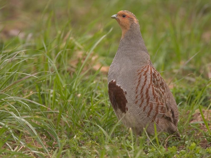 Alerte man, vrouwtje (ook indien onzichtbaar) vrijwel steeds in de onmiddellijke omgeving. Ooijpolder, 7 april 2006. - foto: Harvey van Diek