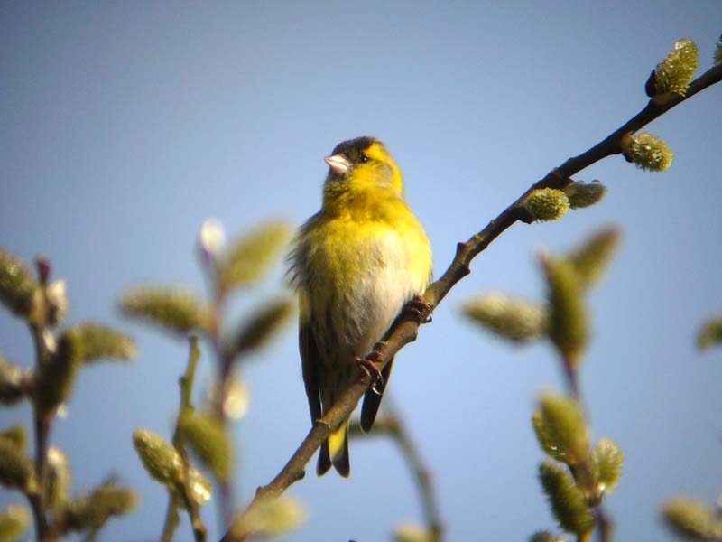 Zingende vogels, al dan niet in groepjes, kunnen goed trekkers zijn, zeker in stedelijke omgeving. Nijmegen, 23 maart 2008 - foto: Fred Hustings