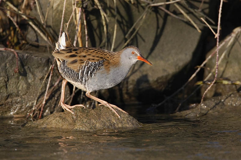 Meestal verborgen, soms zichtbaarder, vooral in de winter, Ooijpolder, Gld, 29 december 2008. - foto: Harvey van Diek