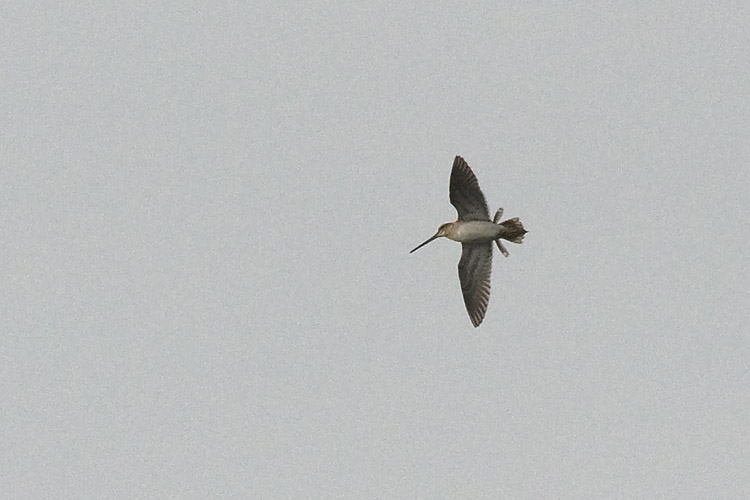 Vogel in baltsvlucht, de uitstaande staartpennen zorgen voor het mekkerende geluid. Ooijpolder, 16 mei 2009. - foto: Harvey van Diek