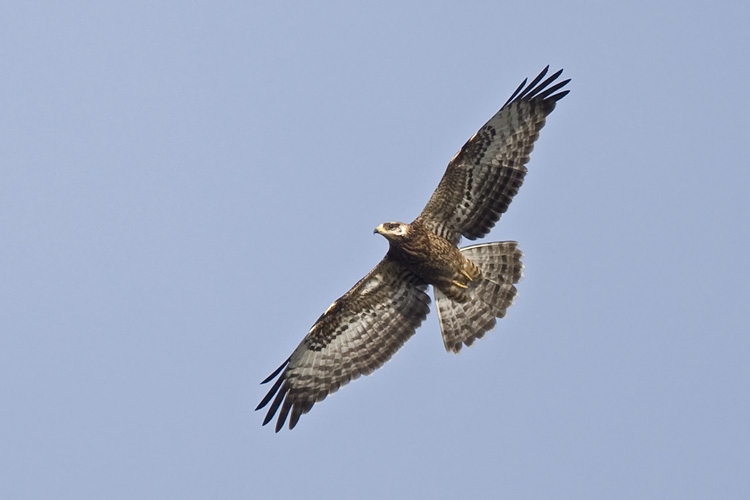 Juveniele vogel (let o.a. gele washuid). Geheel vliegvlug en kan van zeer ver gekomen zijn. Ooijpolder, 11 september 2009. - foto: Harvey van Diek