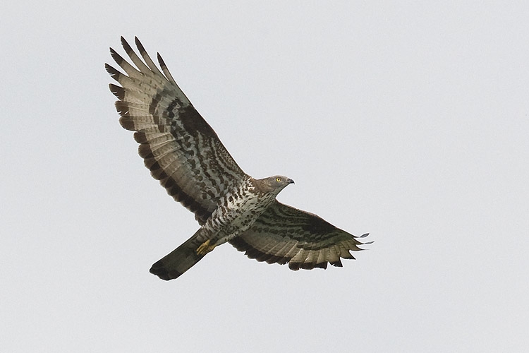 Adulte vogel in vlucht, onder zulke waarneemomstandigheden onmiskenbaar, 28 juni 2009. - foto: Harvey van Diek