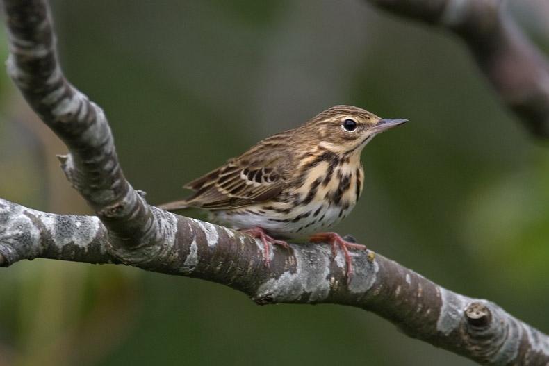 Boompieper, Ameland. 14 mei 2007. - foto: Harvey van Diek