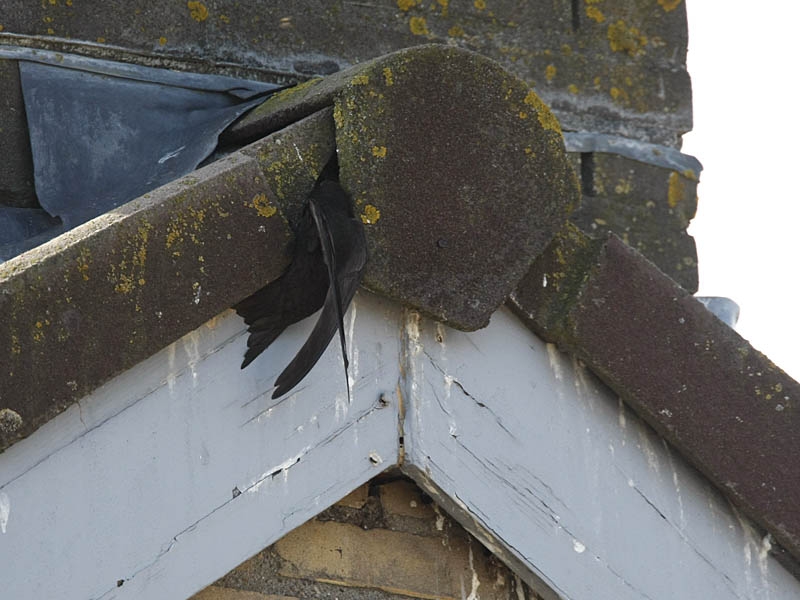 Gierzwaluw bij nest. Ooij, Gelderland. 16 juli 2009. - foto: Harvey van Diek