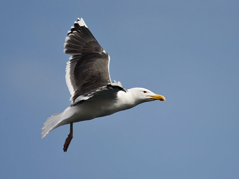 Grote Mantelmeeuw Klaar voor de aanval: nestverdediging. Lofoten, Noorwegen. 16 juni 2008. - foto: Harvey van Diek