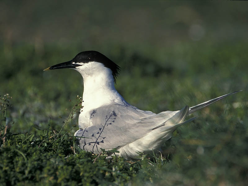 Grote Stern op nest. Griend, mei 2001. - foto: Harvey van Diek