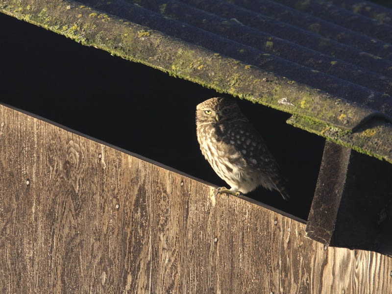 Steenuil duttend in de ochtendzon. Ooijpolder, Gelderland, 6 januari 2008. - foto: Harvey van Diek