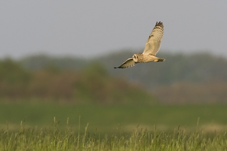 Velduil vliegend. Keent Noord-Brabant, 20 april 2009. - foto: Harvey van Diek