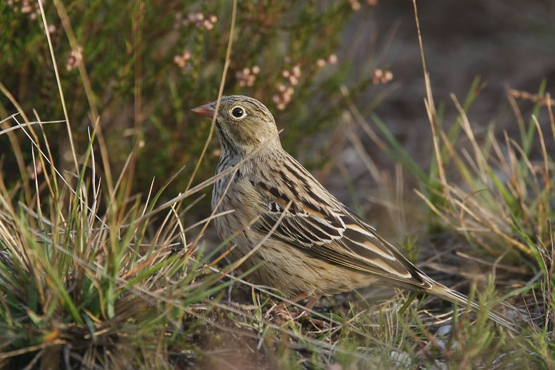 Uitgestorven als broedvogel in ons land, op trek nog te zien. Malden, Gld, 6 september 2008. - foto: Harvey van Diek