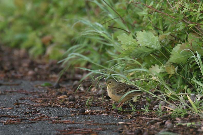 Graag foeragerend op de grond, evt. op wegen. Ooijpolder, 8 mei 2007. - foto: Harvey van Diek