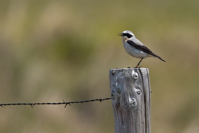 Alarmerende man, een teken dat er een nest is. Gekleurringd in verband met onderzoek. Noordhollands Duinreservaat, 25 mei 2007. - foto: Harvey van Diek