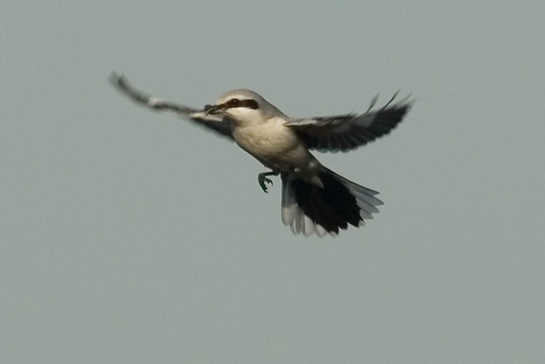 Biddende vogel, een normale foerageertechniek. Bergerheide, 10 november 2006. - foto: Harvey van Diek