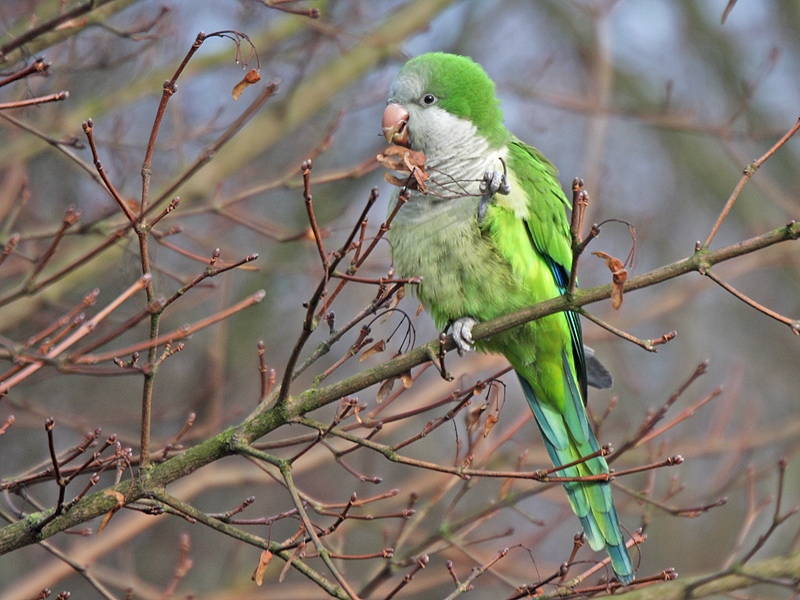 Kanaal door Voorne, 26 januari 2009. - foto: Bep te Winkel
