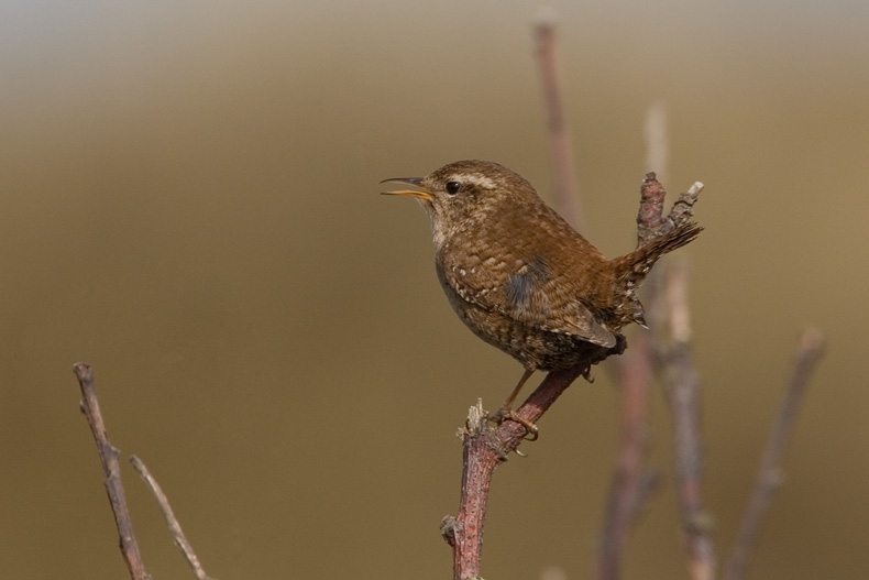 Zingende vogel. Terschelling, 23 april 2007. - foto: Harvey van Diek