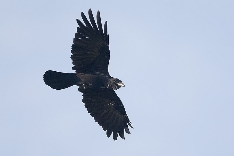 Vliegend boven de Ooijpolder, 26 september 2008. - foto: Harvey van Diek