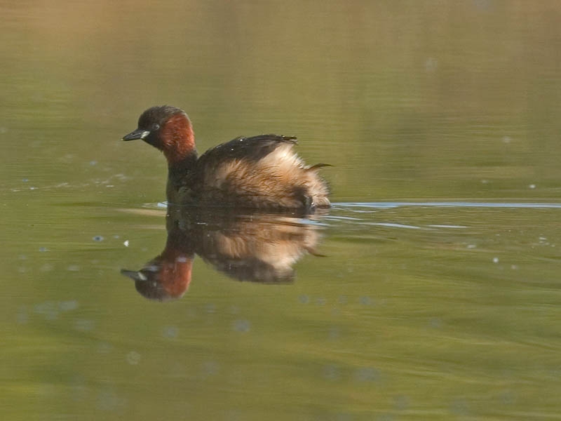 Dodaars in zomerkleed. Vroeg in het broedseizoen vaak open en bloot op het water, tijdens het broeden echter bijna verdwenen. Bergerheide, 23 april 2004. - foto: Harvey van Diek