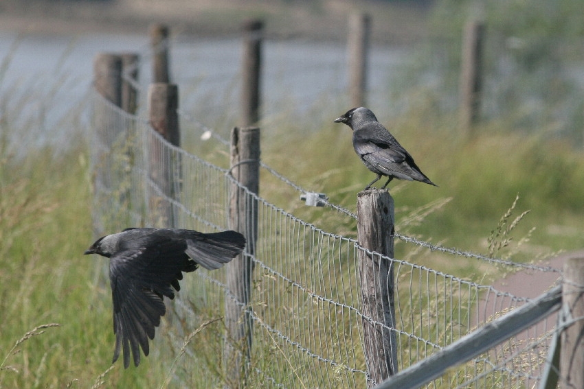 Paartjes het hele jaar bijeen. Lopikerwaard, 30 mei 2011. - foto: Arjan Boele