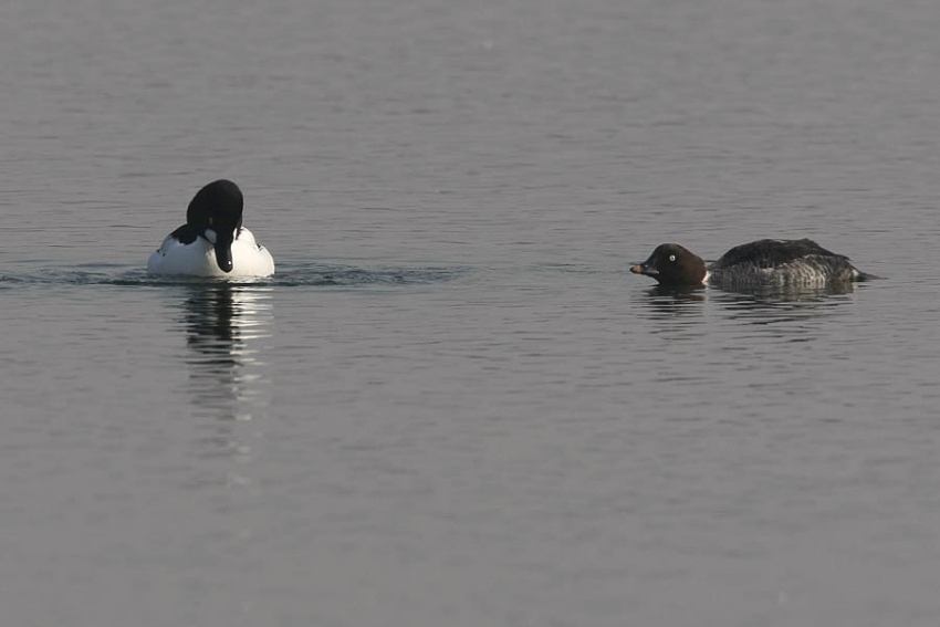 De balts begint al in de (na)winter op de overwinteringsplaatsen en zegt in principe niets over de toekomstige broedlocatie. Bij late balts in geschikt broedbiotoop wel even in de gaten houden! Cuyk, 7 maart 2009. - foto: Harvey van Diek