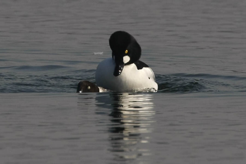 Ook paring komt in het overwinteringsgebied regelmatig voor. Cuyk, 7 maart 2009. - foto: Harvey van Diek