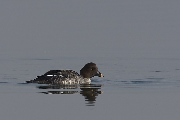 Vrouw Brilduiker. Cuyk, 7 maart 2009. - foto: Harvey van Diek