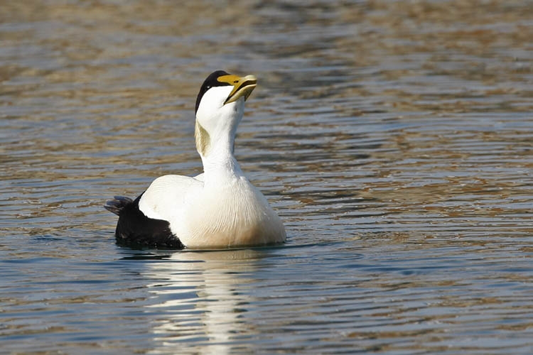 Baltsende man. Helgoland, 12 mei 2011. - foto: Harvey van Diek