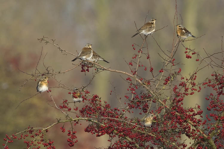 Vooral als wintervogel bekend. Ooijpolder, 19 december 2009. - foto: Harvey van Diek