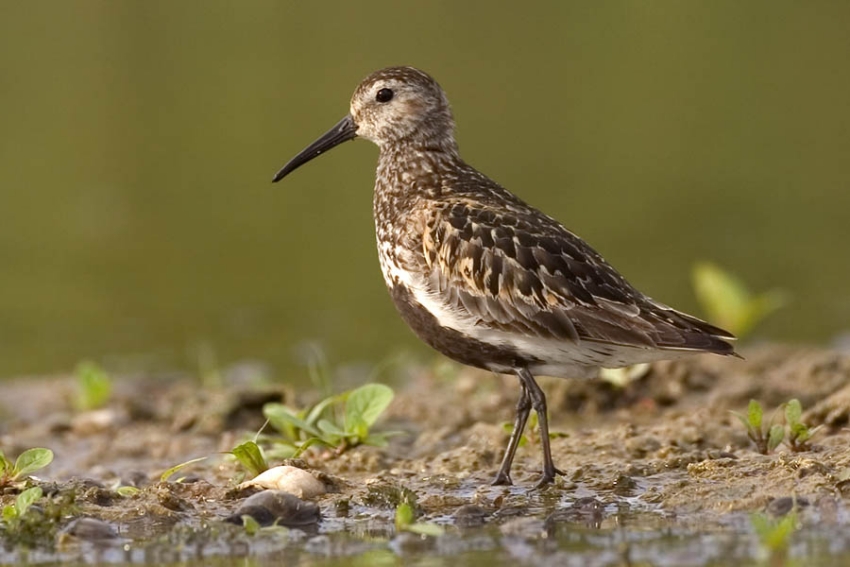 Dat een vogel in zomerkleed is, zegt bij deze steltloper niets. Ooijpolder, 16 september 2005. - foto: Harvey van Diek