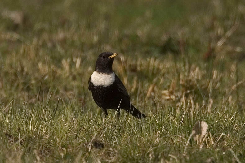 Man. Terschelling, 17 april 2006. - foto: Harvey van Diek