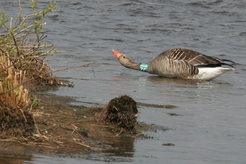 Grauwe Gans met halsband LZC. Bij deze soort altijd de moeite waard om te controleren op halsbanden (en graag doorgeven op www.geese.org). Willeskop, 22 april 2012. - foto: Arjan Boele