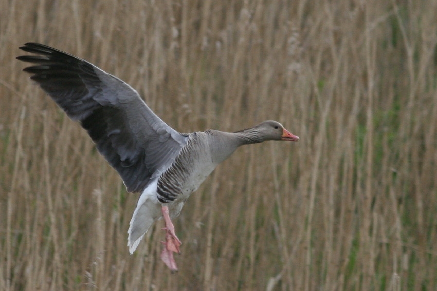 Met veel geroep uit riet vertrekkende of (zoals hier) invallende Grauwe Gans kan duiden op een nest. Lopik, 21 april 2012. - foto: Arjan Boele