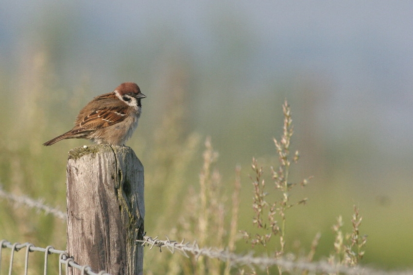 Vroeger karaktervogel van kleinschalig boerenland, tegenwoordig een stuk zeldzamer. De Horde, 28 mei 2012. - foto: Arjan Boele